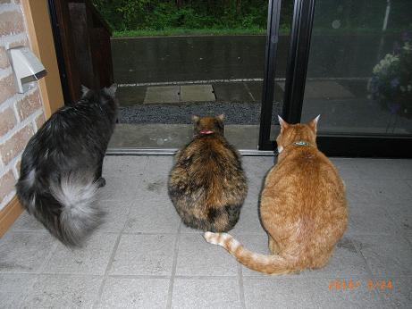 猫たち.jpg