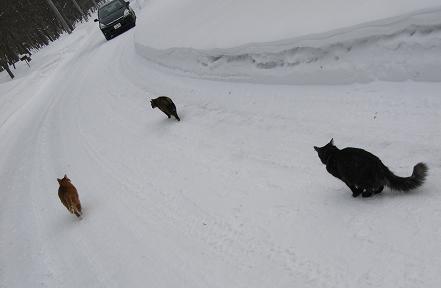 nekotati.jpg